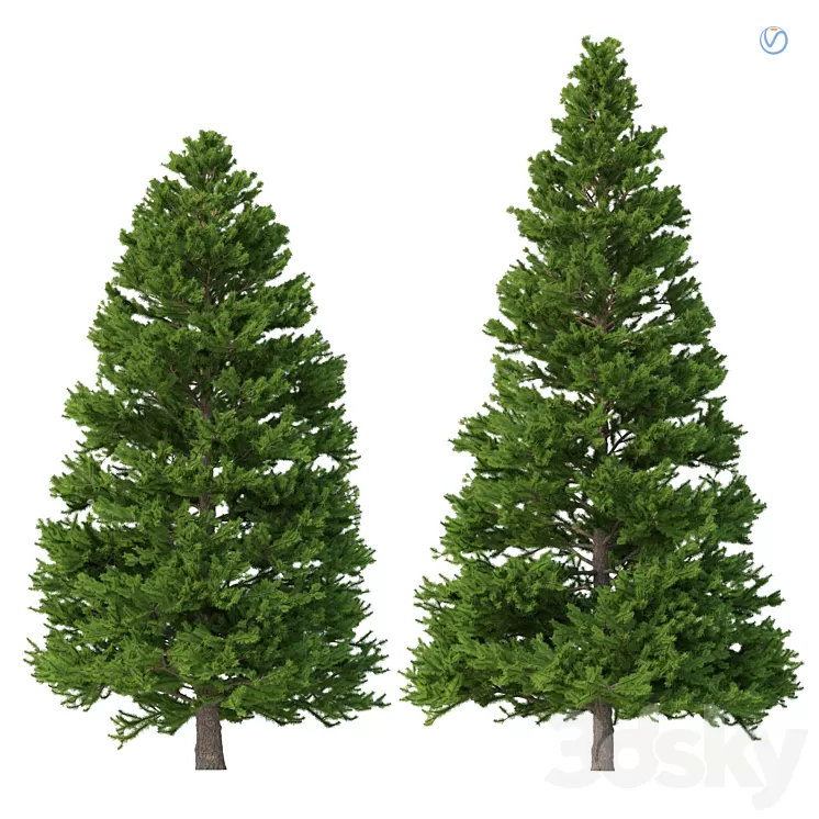 Norway spruce Set 3 V-Ray 3D Model Free Download