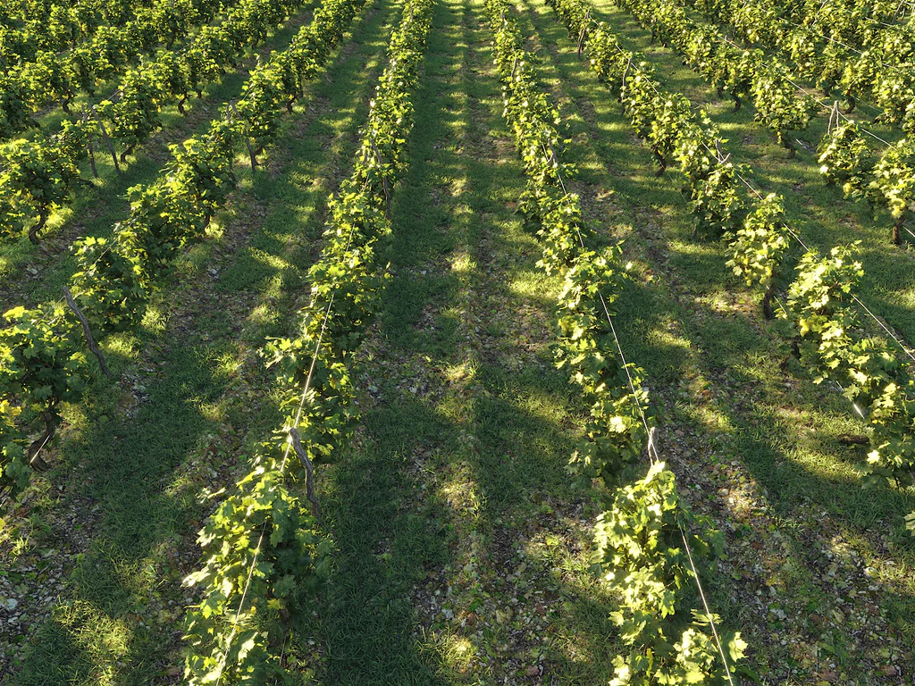 Nouvelle Mesure Lab – Dionysus Vineyard Pack