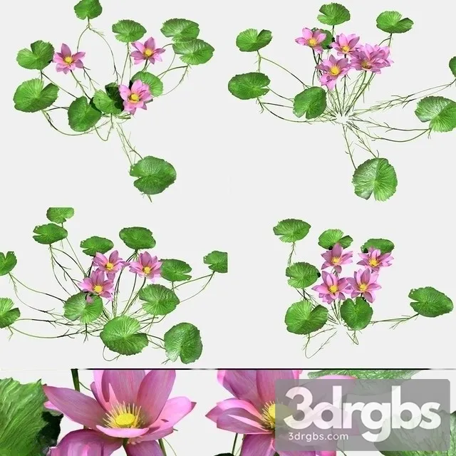 Nymphaeaceae 3D Model Download Nymphaeaceae 3D Model Download