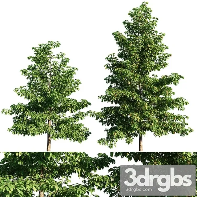 Nyssa Sylvatica Tree 3D Model Download