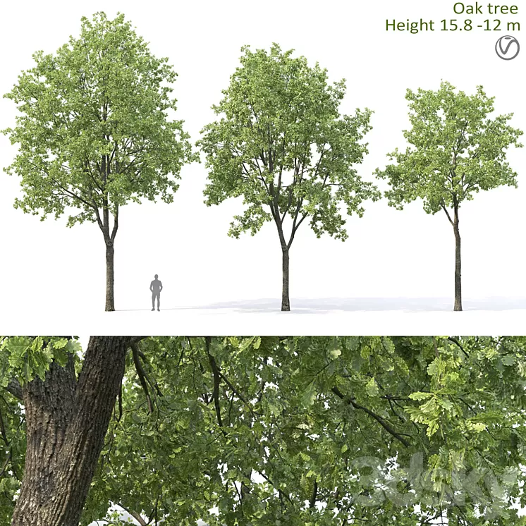 Oak 3D Model Free Download