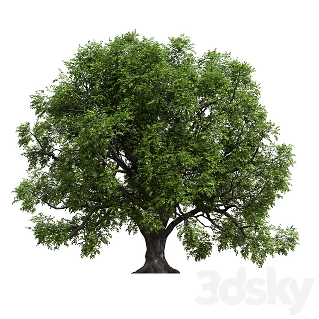 Oak 3D Model