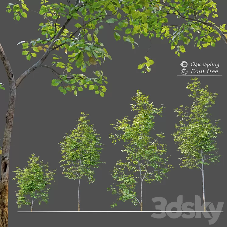 Oak sapling 3D Model