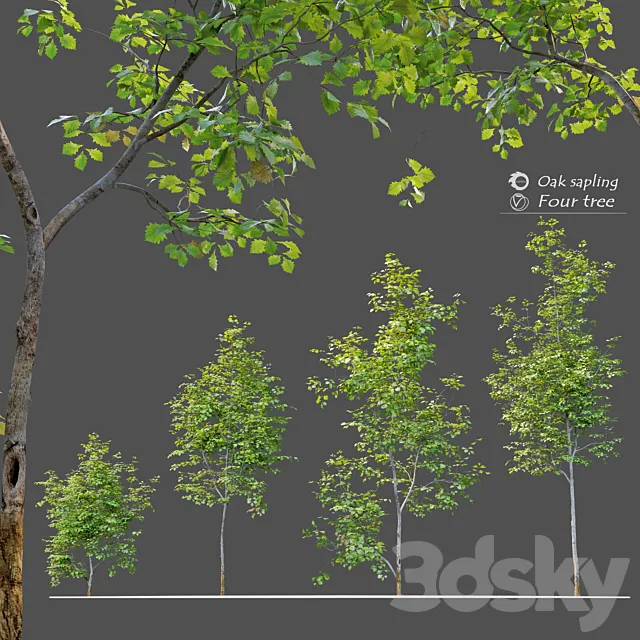 Oak sapling 3DModel