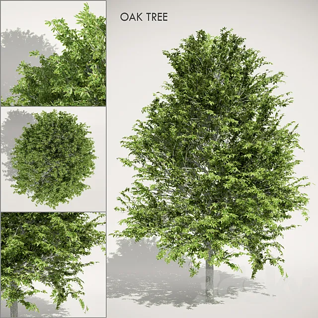 Oak Tree 3D Model Oak Tree 3D Model