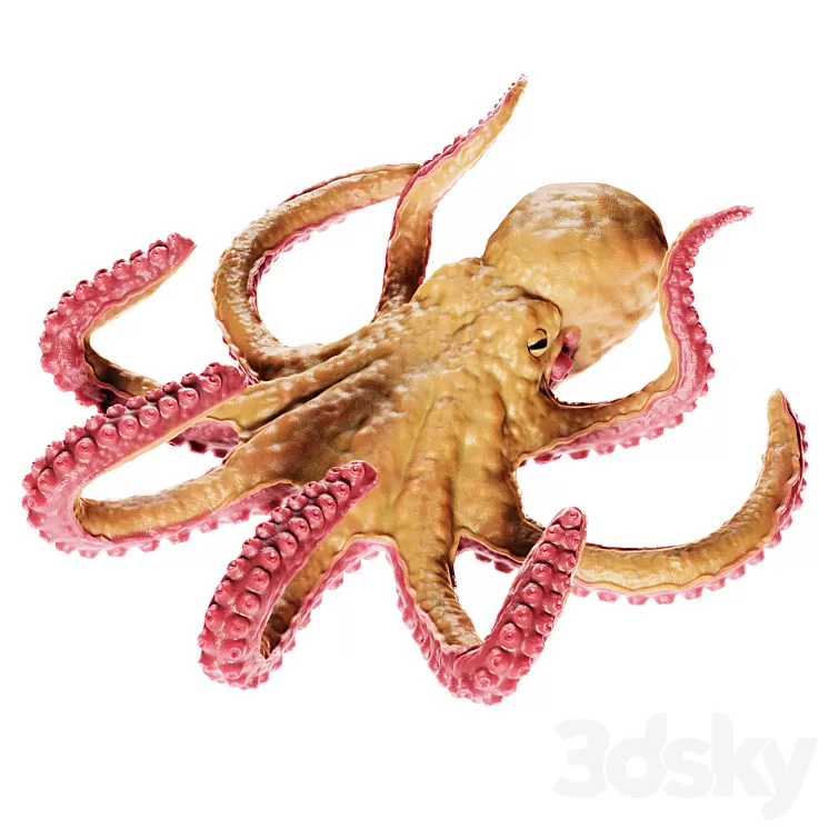 Octopus 3D Model
