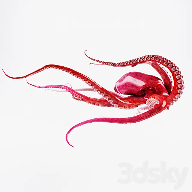 Octopus 3D Model