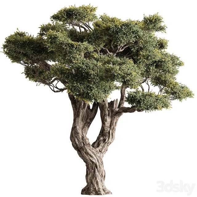 Ola Tree Set 294 3D Model Ola Tree Set 294 3D Model