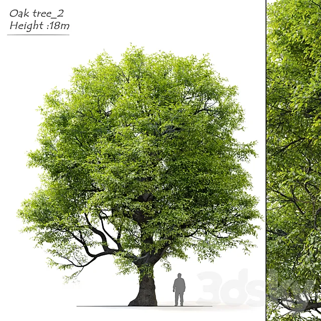 Old oak tree 3D Model