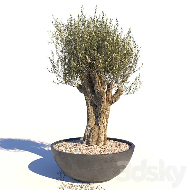 Old Olive Tree 3D Model Old Olive Tree 3D Model