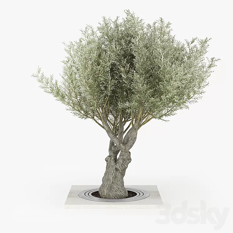 Olea europaea 02 3D Model