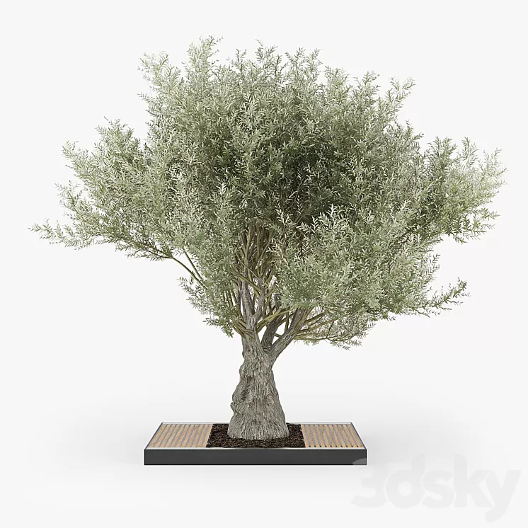 Olea europaea 03 3D Model