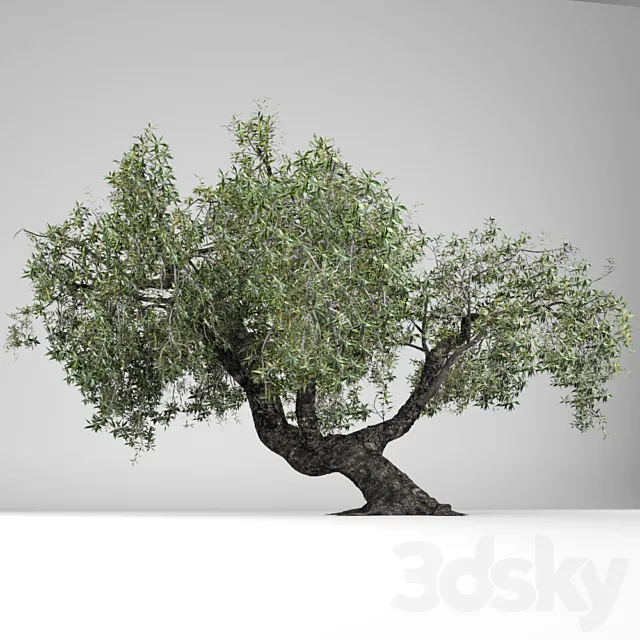 Olea Europaea 3D Model Olea Europaea 3D Model