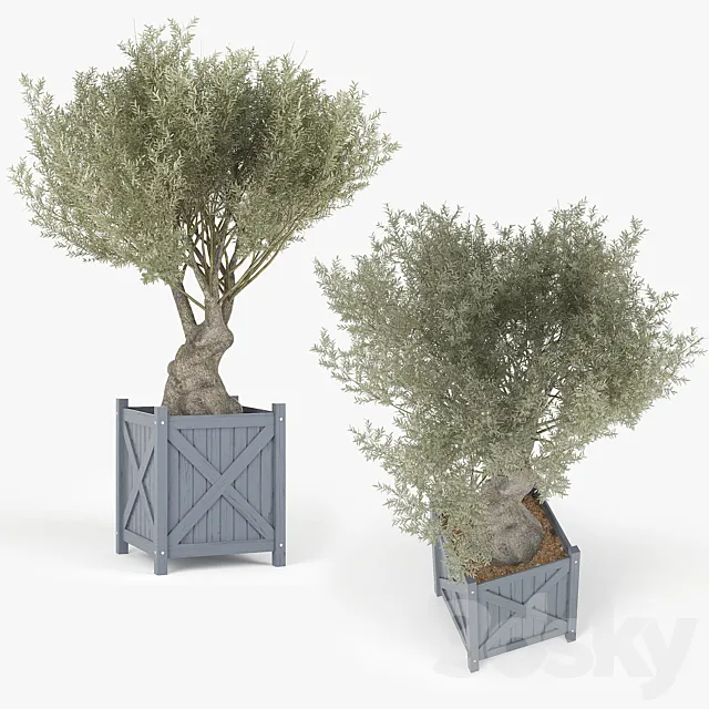 Olea europaea 3D Model Olea europaea 3D Model