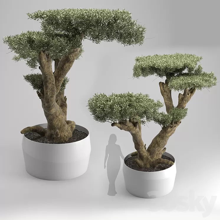 Olea plata 3D Model