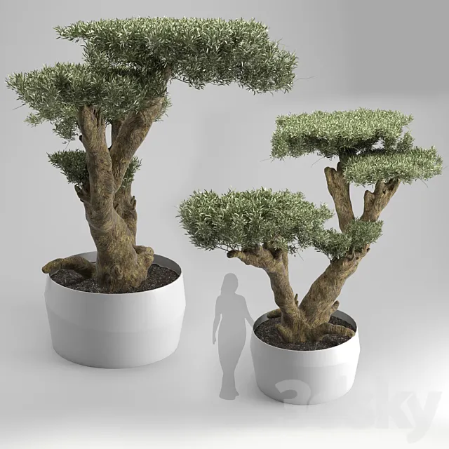 Olea plata 3DModel Olea plata 3DModel