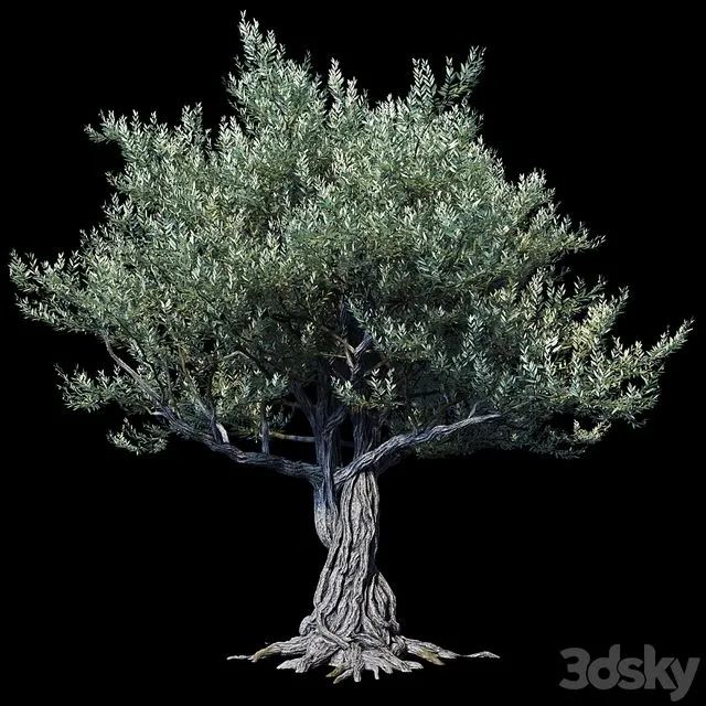 Oliva European 01 3D Model Oliva European 01 3D Model