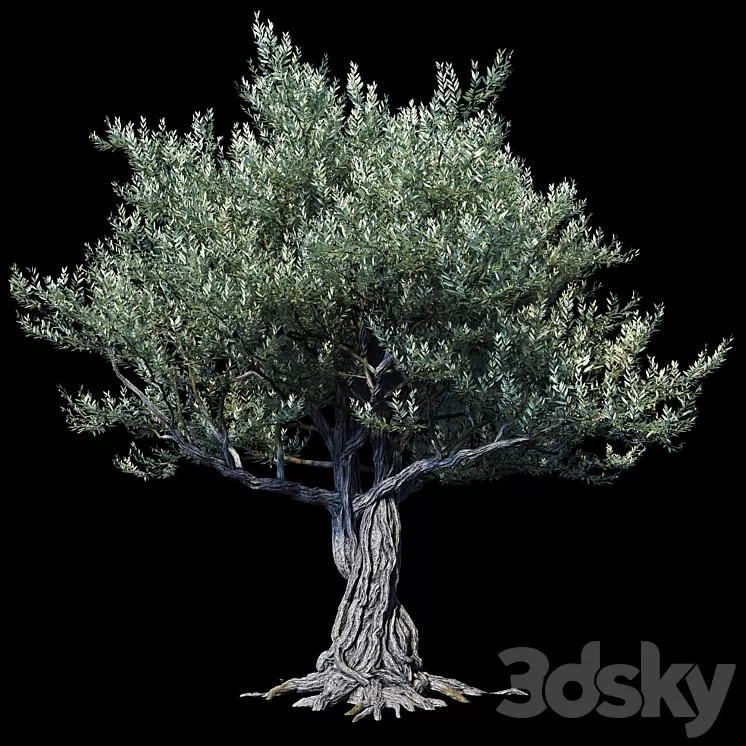 Oliva European 01 3D Model