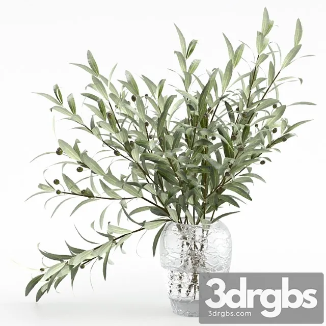 Olive branches in a vase Olive branches in a vase