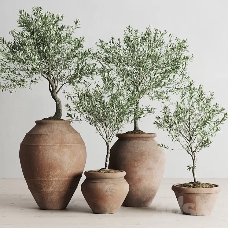 Olive European In Antique Clay Vessels 3D Model Olive European In Antique Clay Vessels 3D Model