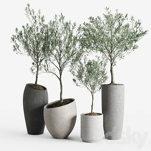 Olive European Potted Eco Stone Hitohana 3D Model