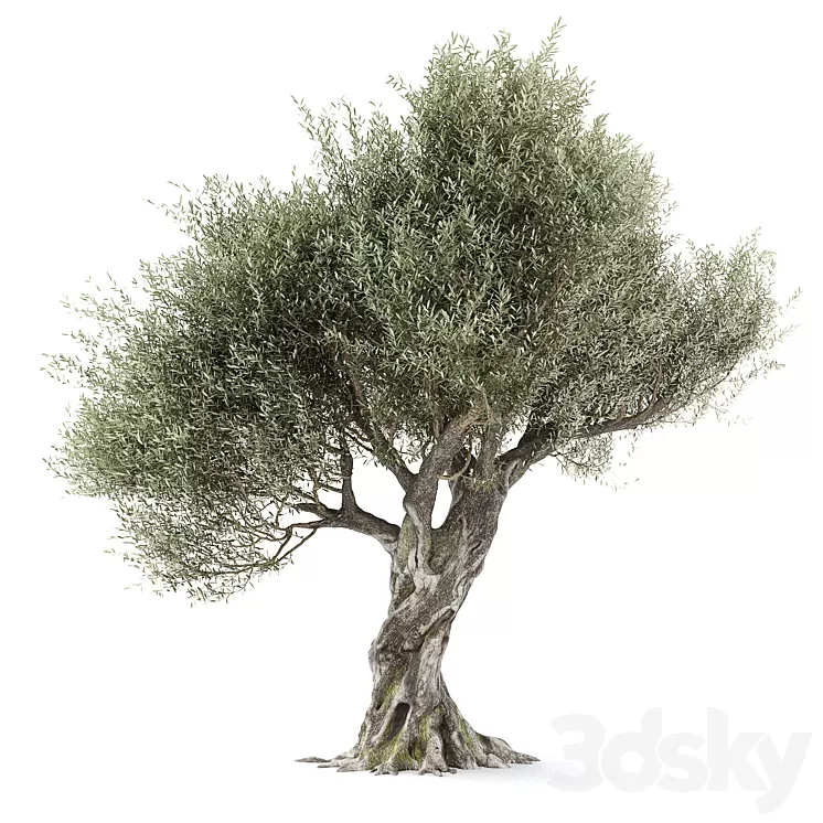 Olive tree 1 3D Model Olive tree 1 3D Model