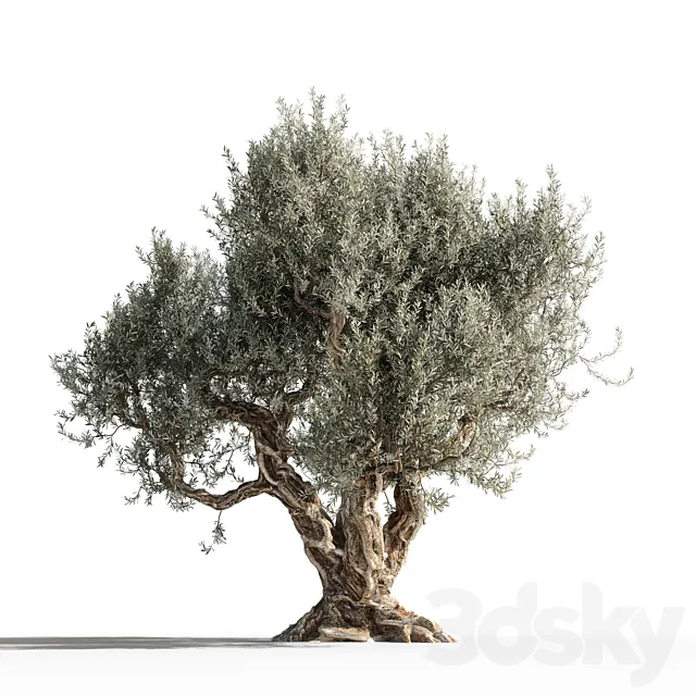 Olive tree 1 3DModel