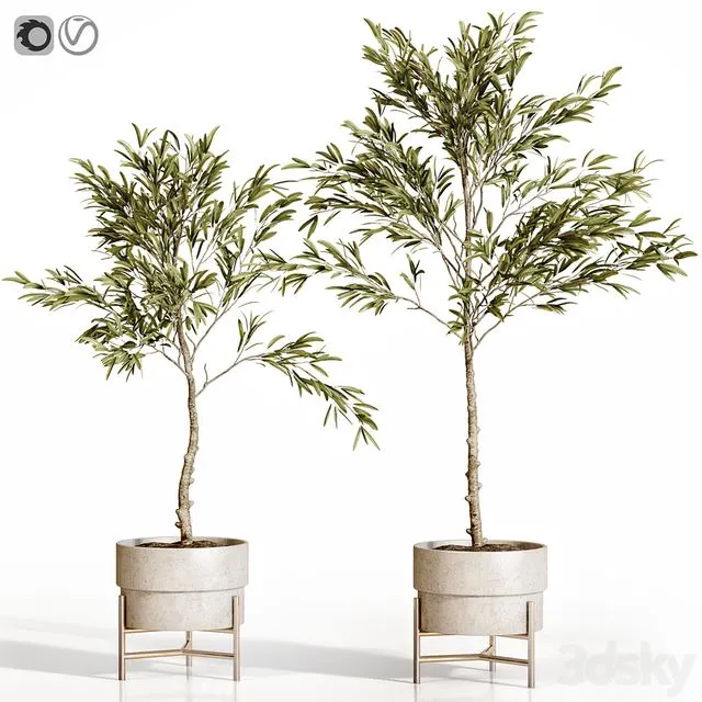 Olive Tree 2 3D Model Olive Tree 2 3D Model