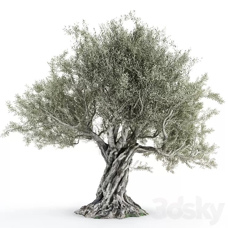 Olive tree 2 3D Model Olive tree 2 3D Model
