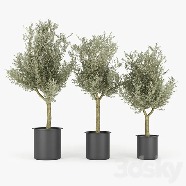 Olive Tree 3D Model Olive Tree 3D Model
