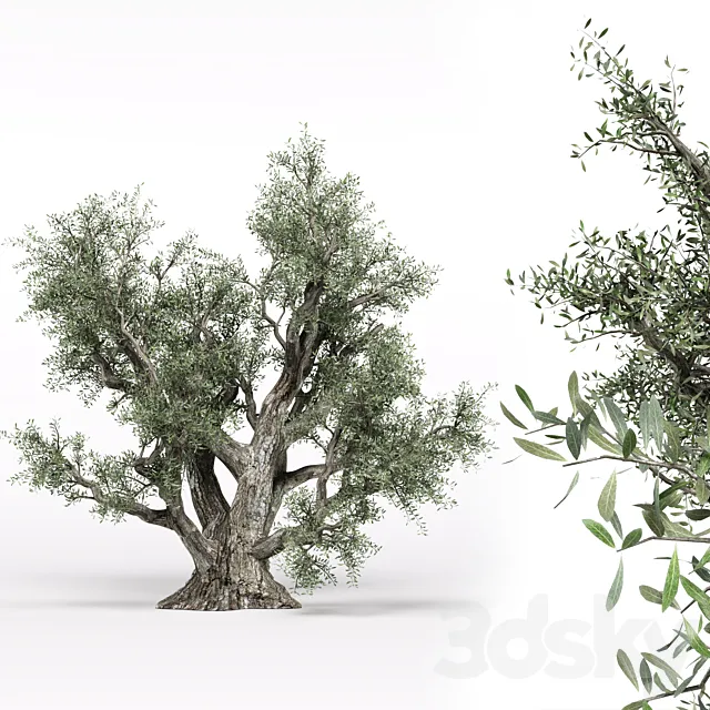 Olive tree 3D Model