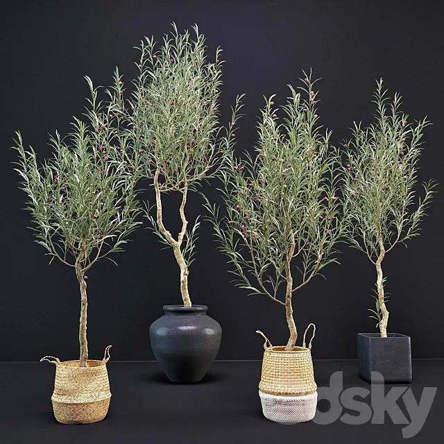 Olive Tree 3DModel Olive Tree 3DModel
