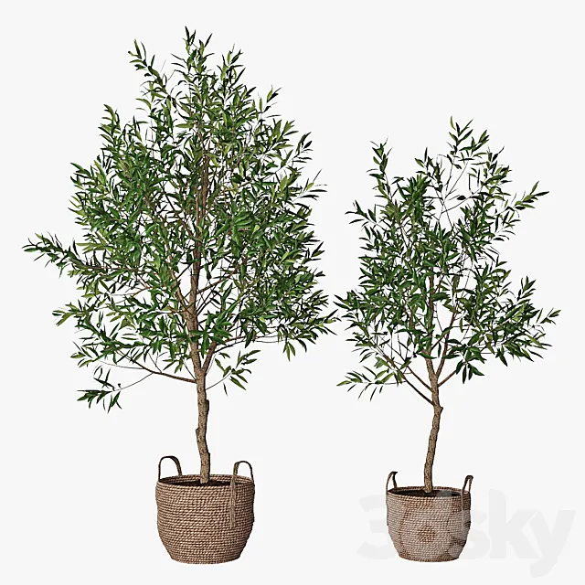 Olive tree 3DModel Olive tree 3DModel
