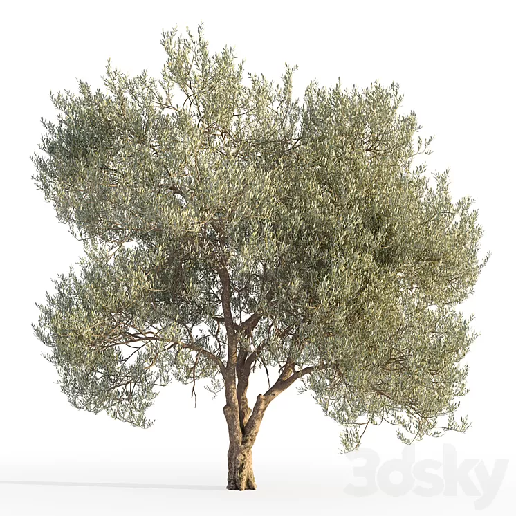 Olive tree 5 3D Model