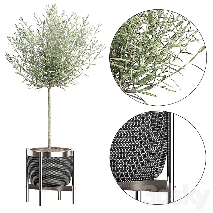 OLIVE TREE 67 3D Model