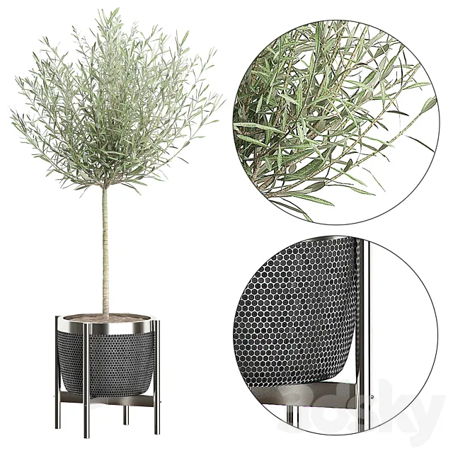 OLIVE TREE 67 3DModel OLIVE TREE 67 3DModel