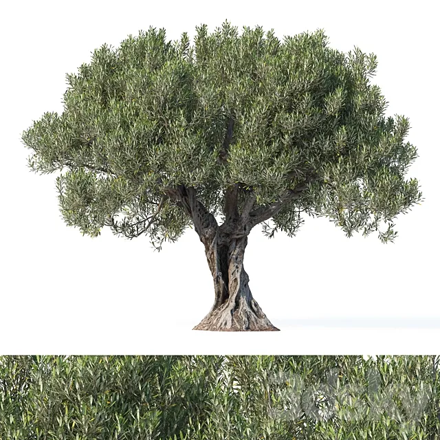Olive tree 8 3D Model