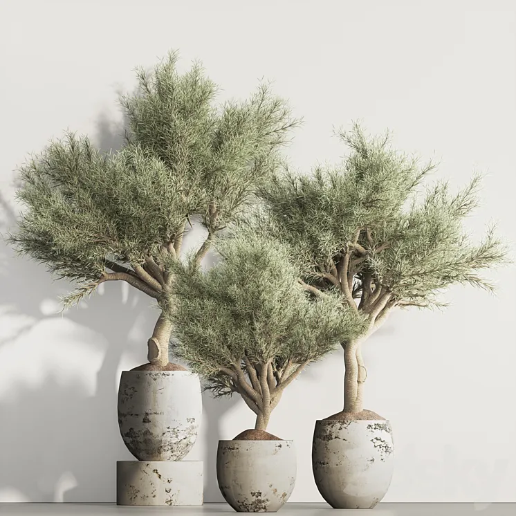 olive Tree and Indoor Plant Set 95 3D Model Free Download