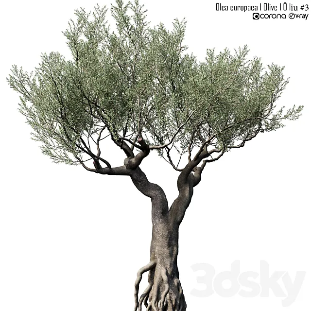 Olive Tree (Europa Olea) # 3 3D Model Olive Tree (Europa Olea) # 3 3D Model