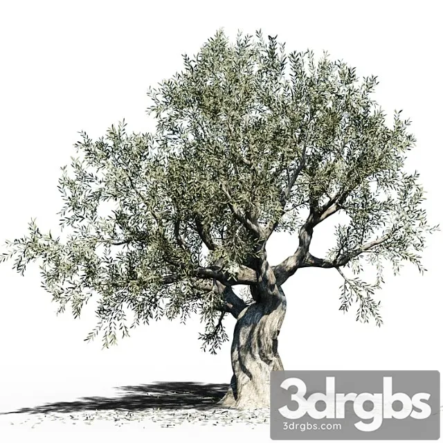 Olive Tree Europa Olea 3 3D Model Download
