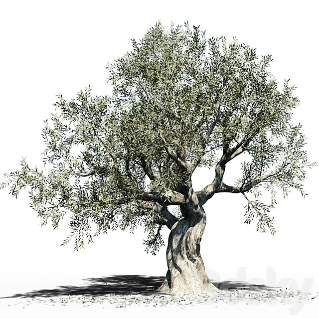 Olive Tree (Europa Olea) # 3 3D Model