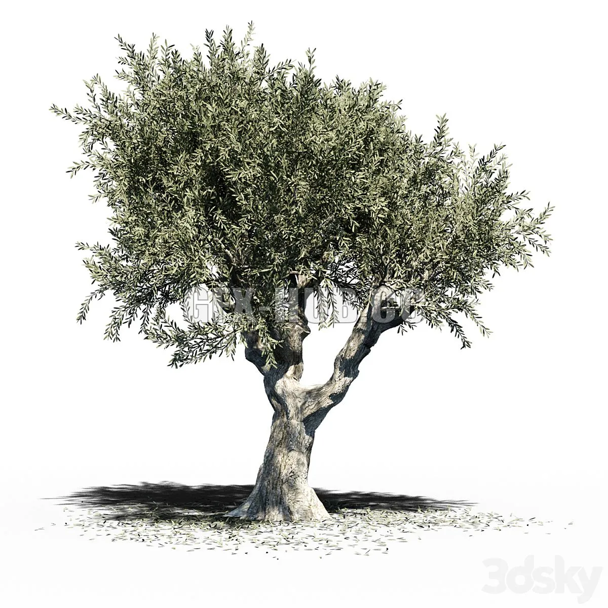 Olive Tree Europa Olea v2 3D Model