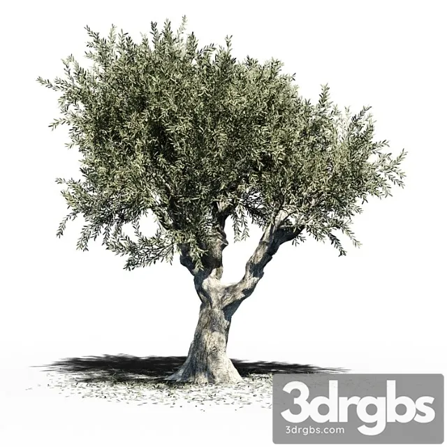 Olive Tree Europa Olea V2 3D Model Download