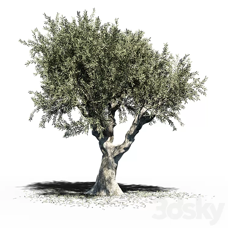 Olive Tree (Europa Olea) v2 3D Model