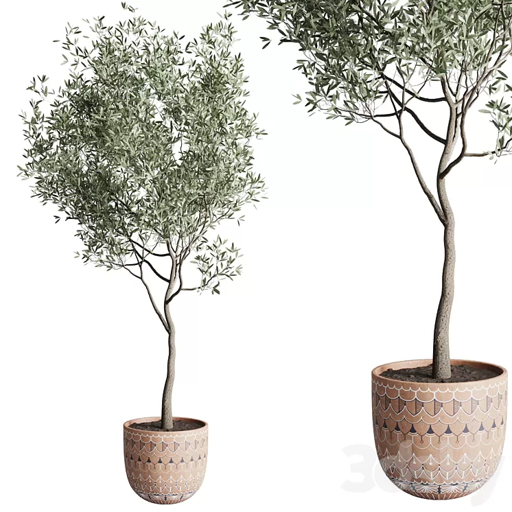 Olive tree in a patterned clay vase 199 3D Model Free Download