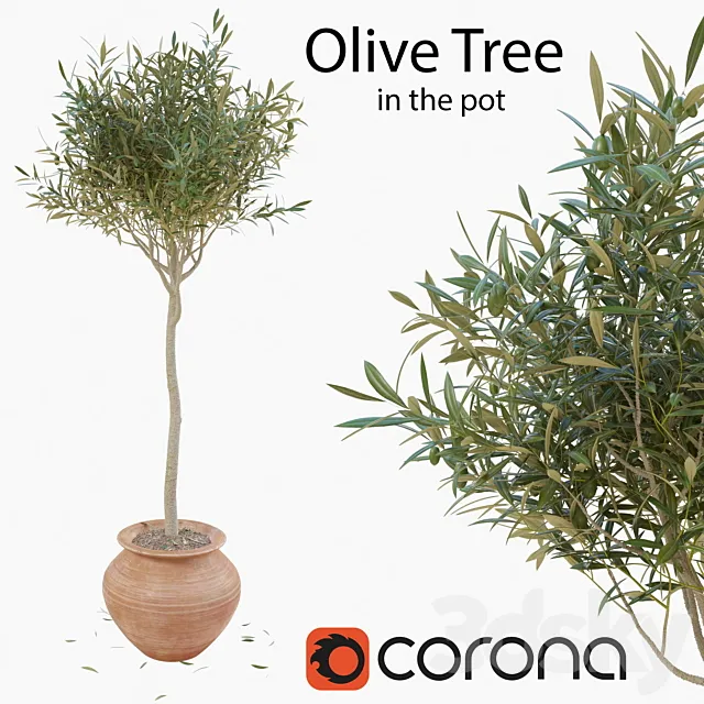 Olive tree in a pot 3D Model Olive tree in a pot 3D Model