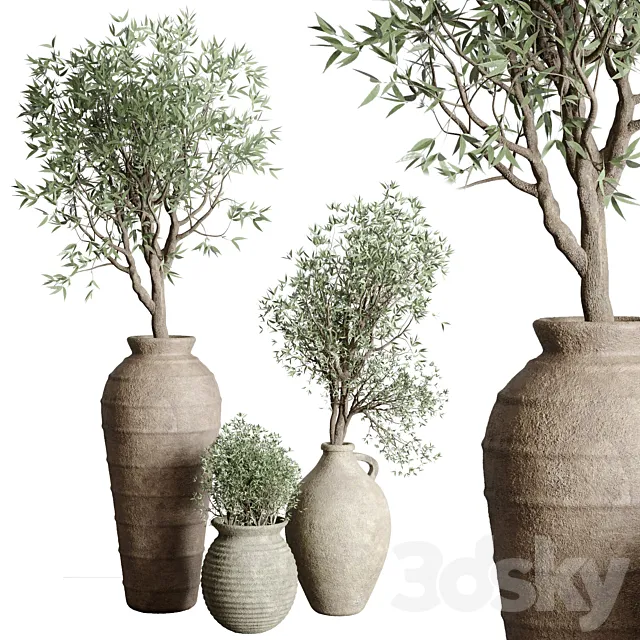 Olive tree in an old earthenware vase indoor collection 167 3D Model Olive tree in an old earthenware vase indoor collection 167 3D Model
