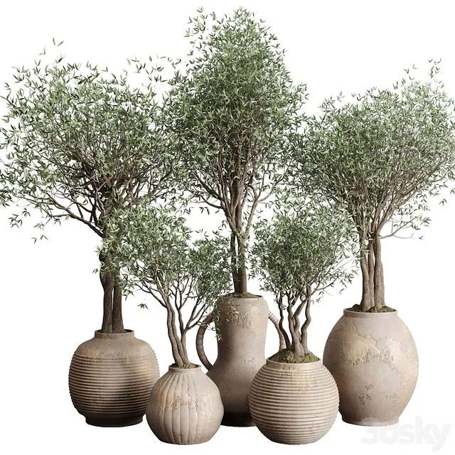 Olive tree in an old earthenware vase indoor collection 182 3D Model Olive tree in an old earthenware vase indoor collection 182 3D Model