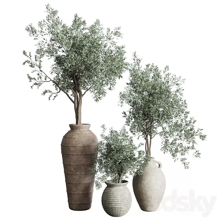 Olive tree in an old earthenware vase indoor collection 278 3D Model Free Download Olive tree in an old earthenware vase indoor collection 278 3D Model Free Download