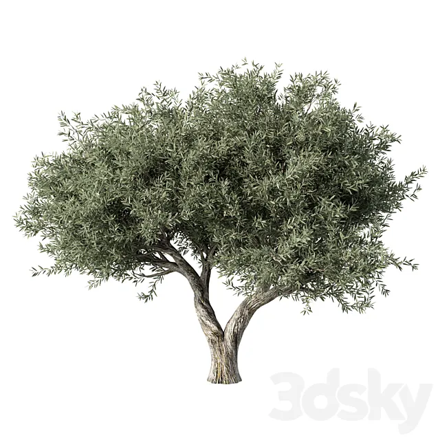 Olive Tree No.78 3D Model Olive Tree No.78 3D Model